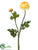 Ranunculus Spray - Yellow - Pack of 12