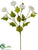 Ranunculus Spray - White - Pack of 12