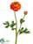 Ranunculus Spray - Orange - Pack of 12