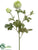 Ranunculus Spray - Cream Green - Pack of 12