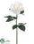 Rose Spray - White - Pack of 12