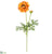 Ranunculus Spray - Orange - Pack of 12