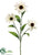 Rudbeckia Spray - Cream - Pack of 12