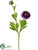 Ranunculus Spray - Amethyst - Pack of 12