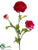 Ranunculus Spray - Beauty - Pack of 12