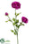 Ranunculus Spray - Wine Two Tone - Pack of 12