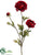 Ranunculus Spray - Wine Two Tone - Pack of 12