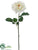 Damask Rose Spray - Cream - Pack of 12