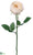 Rose Spray - Cream - Pack of 12