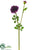 Ranunculus Spray - Plum - Pack of 24