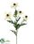 Rudbeckia Spray - Cream - Pack of 12