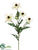 Rudbeckia Spray - Cream - Pack of 12