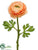 Ranunculus Spray - Coral - Pack of 12