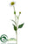 Rudbeckia Spray - White - Pack of 12