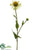 Rudbeckia Spray - Green - Pack of 24