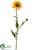 Rudbeckia Spray - Yellow - Pack of 24