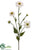 Rudbeckia Spray - White - Pack of 12