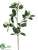 Stephanotis Spray - White - Pack of 12