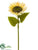 Sunflower Spray - Cream - Pack of 6