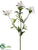 Stephanotis Spray - White - Pack of 12