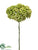 Sedum Spray - Green - Pack of 12