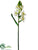 Star of Bethlehem Spray - White - Pack of 12