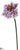 Star of Bethlehem Spray - Lavender Two Tone - Pack of 12