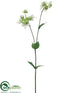 Silk Plants Direct Silene Spray - Lime White - Pack of 12