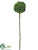 Sedum Ball Stem - Green - Pack of 12