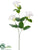 Diamond Stephanotis Spray - White - Pack of 12