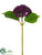 Sedum Stem - Violet - Pack of 24