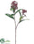 Skimmia Spray - Burgundy - Pack of 12