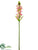 Star of Bethlehem Spray - Pink Cream - Pack of 12