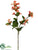 Salvia Spray - Salmon - Pack of 12