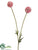 Scabiosa Bud Spray - Pink - Pack of 12