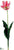 Parrot Tulip Spray - Rose Cream - Pack of 12