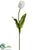 Tulip Spray - White - Pack of 12