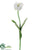 Parrot Tulip Spray - Cream - Pack of 12