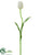 Tulip Spray - Cream - Pack of 12