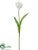 Tulip Spray - Cream White - Pack of 12