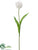 Tulip Spray - Cream White - Pack of 12