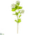 Viburnum Spray - Cream - Pack of 12