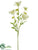 Verbena Spray - White - Pack of 12