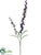 Veronica Spray - Purple - Pack of 12