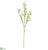 Waxflower Spray - White - Pack of 12