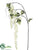 Japanese Wisteria Spray - White - Pack of 6