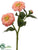 Zinnia Spray - Peach - Pack of 24