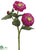 Zinnia Spray - Rubrum - Pack of 24