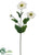 Zinnia Spray - White - Pack of 12