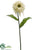 Zinnia Spray - Cream - Pack of 12